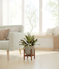 Load image into Gallery viewer, Sage Green stand:walnut