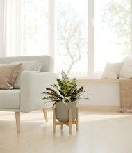 Load image into Gallery viewer, Sage Green stand:bamboo