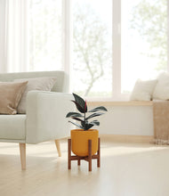 Load image into Gallery viewer, Sunset Orange stand:walnut