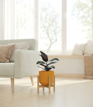 Load image into Gallery viewer, Sunset Orange stand:bamboo