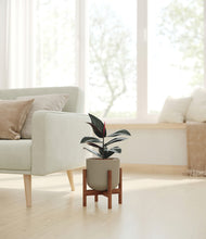 Load image into Gallery viewer, Sage Green stand:walnut