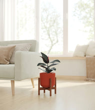 Load image into Gallery viewer, Earth Red stand:walnut