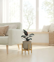 Load image into Gallery viewer, Sage Green stand:bamboo