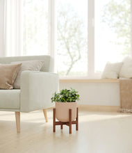 Load image into Gallery viewer, Sandy Pink stand:walnut