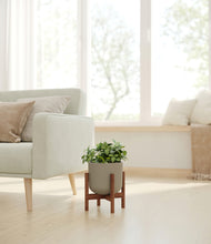 Load image into Gallery viewer, Sage Green stand:walnut