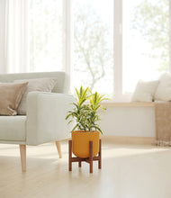 Load image into Gallery viewer, Sunset Orange stand:walnut