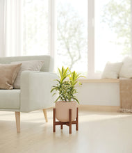 Load image into Gallery viewer, Sandy Pink stand:walnut