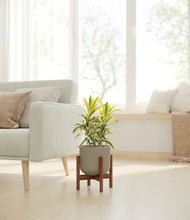 Load image into Gallery viewer, Sage Green stand:walnut