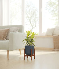 Load image into Gallery viewer, Iron Gray stand:walnut