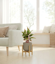 Load image into Gallery viewer, Sage Green stand:bamboo