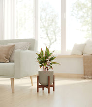 Load image into Gallery viewer, Sage Green stand:walnut