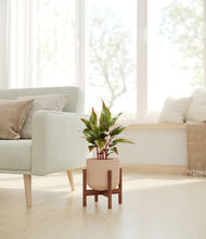 Load image into Gallery viewer, Sandy Pink stand:walnut