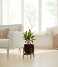 Load image into Gallery viewer, Stone Black stand:walnut