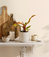Load image into Gallery viewer, Natural Bamboo