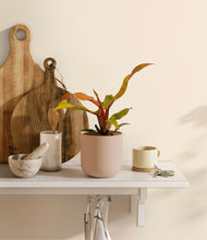 Load image into Gallery viewer, Sandy Pink
