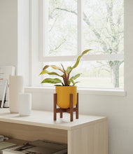 Load image into Gallery viewer, Sunset Orange stand:walnut
