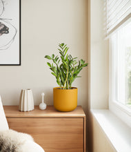 Load image into Gallery viewer, Sunset Orange