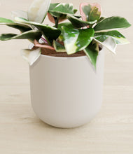 Load image into Gallery viewer, Natural Bamboo stand:all