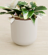 Load image into Gallery viewer, Natural Bamboo stand:all
