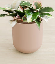 Load image into Gallery viewer, Sandy Pink stand:all