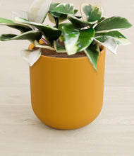 Load image into Gallery viewer, Sunset Orange stand:all