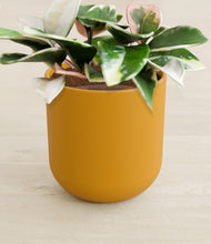 Load image into Gallery viewer, Sunset Orange stand:all