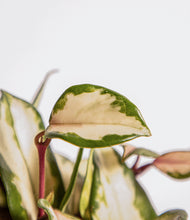 Load image into Gallery viewer, ALL