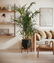 Load image into Gallery viewer, Stone Black stand:walnut