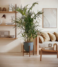 Load image into Gallery viewer, Iron Gray stand:walnut