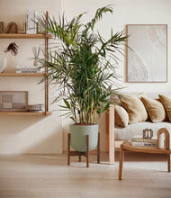 Load image into Gallery viewer, Sage Green stand:walnut