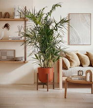 Load image into Gallery viewer, Earth Red stand:walnut