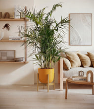 Load image into Gallery viewer, Sunset Orange stand:bamboo