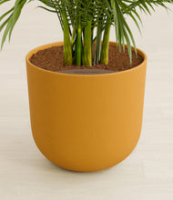 Load image into Gallery viewer, Sunset Orange stand:all