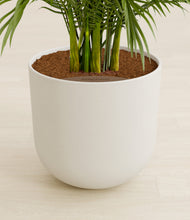 Load image into Gallery viewer, Natural Bamboo stand:all