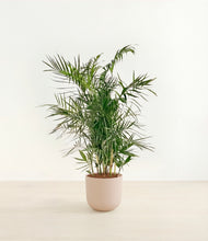 Load image into Gallery viewer, Sandy Pink*****Profile