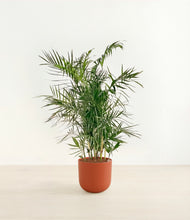 Load image into Gallery viewer, Earth Red*****Profile