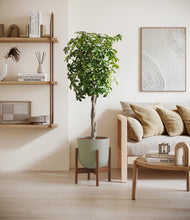 Load image into Gallery viewer, Sage Green stand:walnut