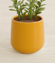 Load image into Gallery viewer, Mustard stand:all