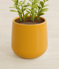 Load image into Gallery viewer, Mustard stand:all