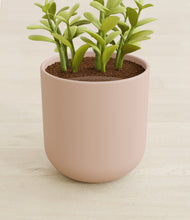 Load image into Gallery viewer, Sandy Pink stand:all