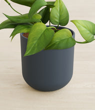 Load image into Gallery viewer, Iron Gray stand:all