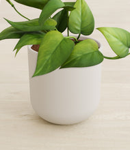 Load image into Gallery viewer, Natural Bamboo stand:all