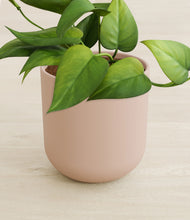 Load image into Gallery viewer, Sandy Pink stand:all