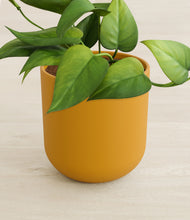 Load image into Gallery viewer, Sunset Orange stand:all