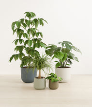 Load image into Gallery viewer, Earthy*****Profile