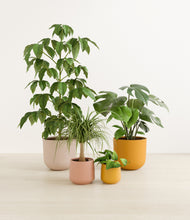 Load image into Gallery viewer, Evening Sky*****Profile