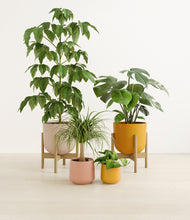 Load image into Gallery viewer, Evening Sky stand:two_stands