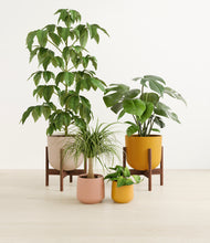 Load image into Gallery viewer, Evening Sky stand:two_stands