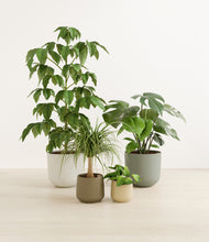 Load image into Gallery viewer, Woodland*****Profile