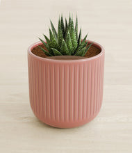 Load image into Gallery viewer, Striped Rose Pink stand:all
